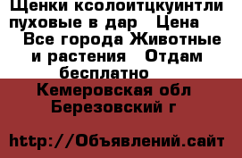 Щенки ксолоитцкуинтли пуховые в дар › Цена ­ 1 - Все города Животные и растения » Отдам бесплатно   . Кемеровская обл.,Березовский г.